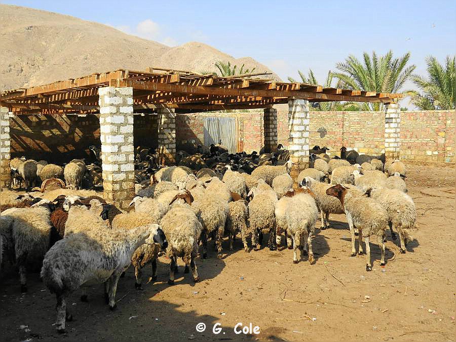 El Gouna Farm 157